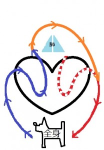 心臓循環図　動脈管1-208x300